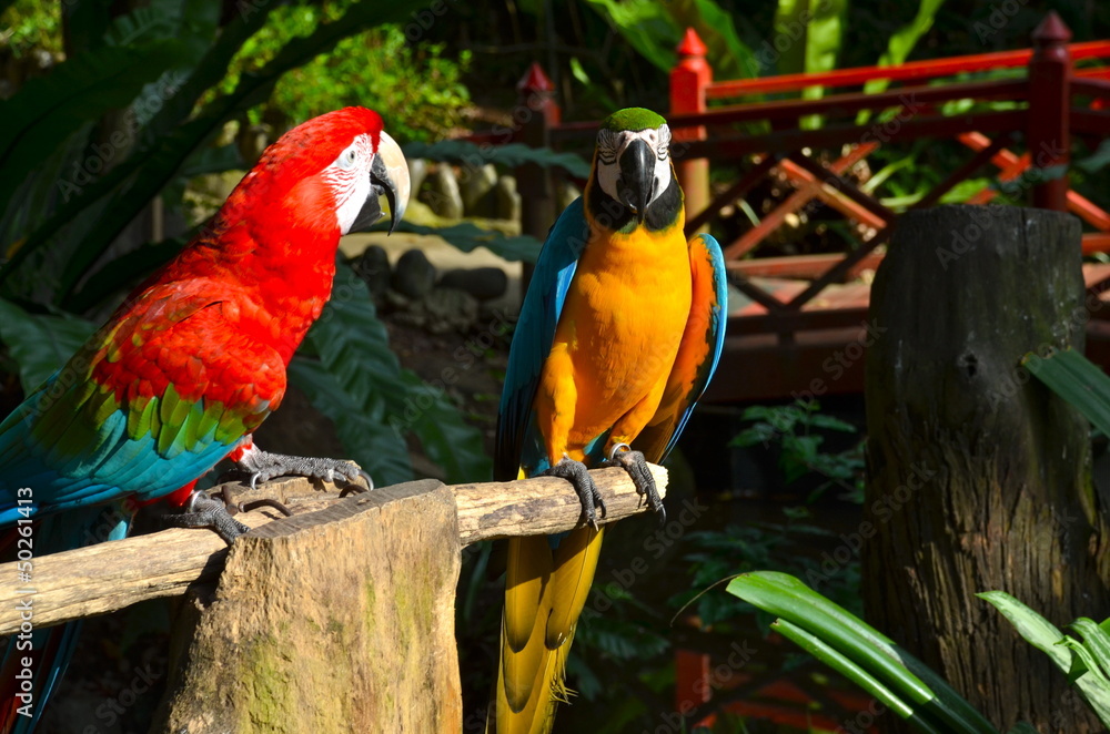 Obraz premium Colourful Parrots