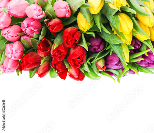bouquet of multicolor tulips over white