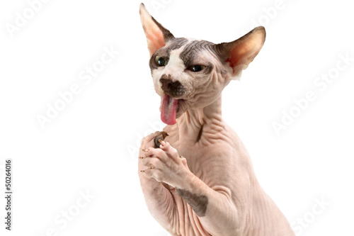 Sphynx