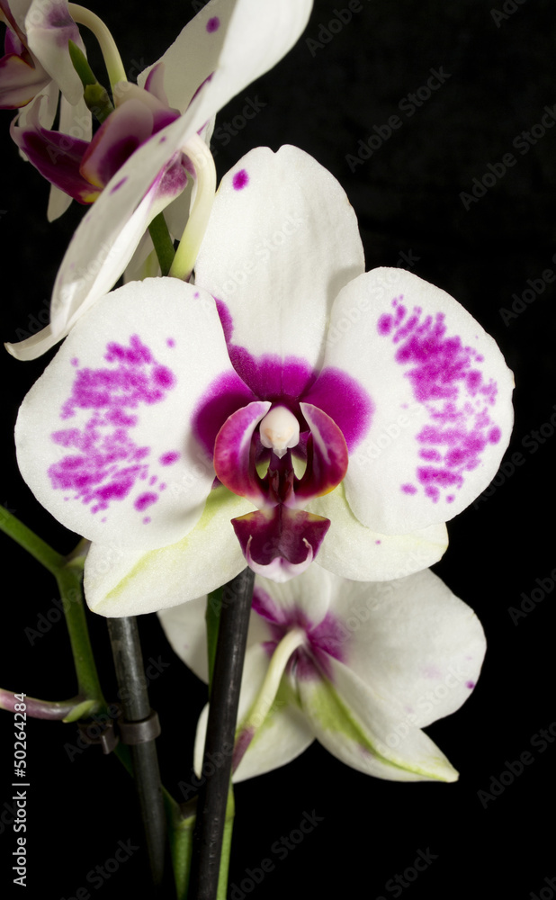 Obraz premium Orchid