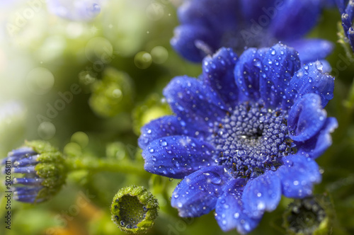 beautiful blue flowers in the garden