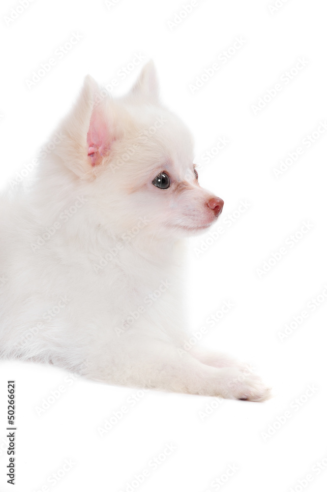 Chihuahua puppy in studio Chihuahua puppy in studio
