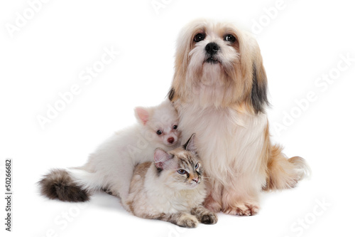 Shih tzu dog, a cat and a chihuahua puppy in studio