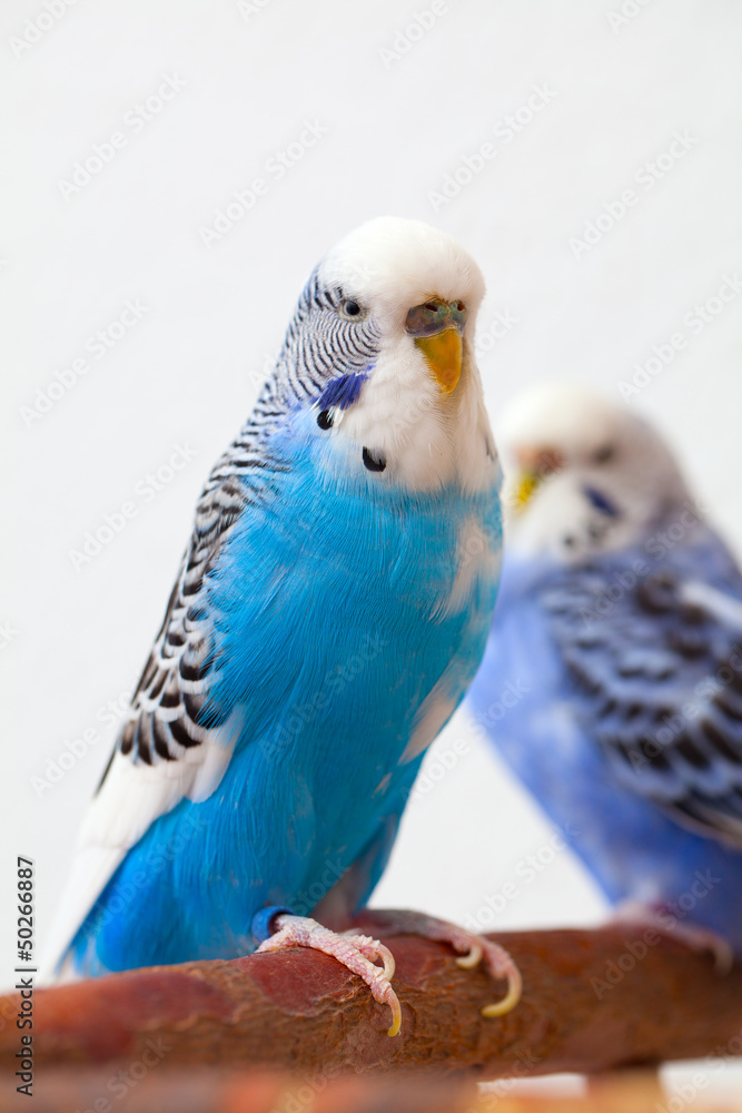 Fototapeta premium pair budgerigar