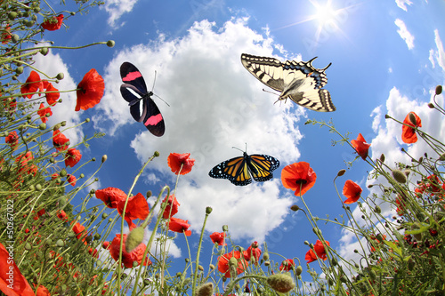 Fotografia Butterflies