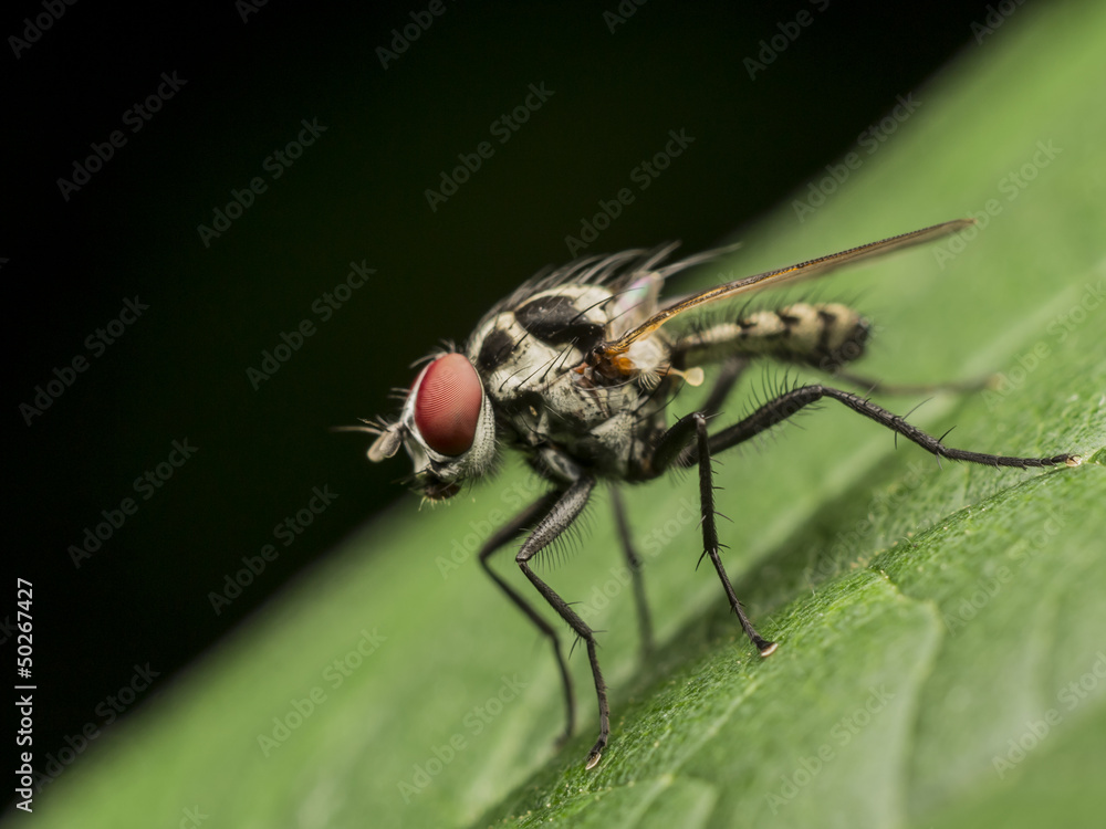 Small Fly Small Fly
