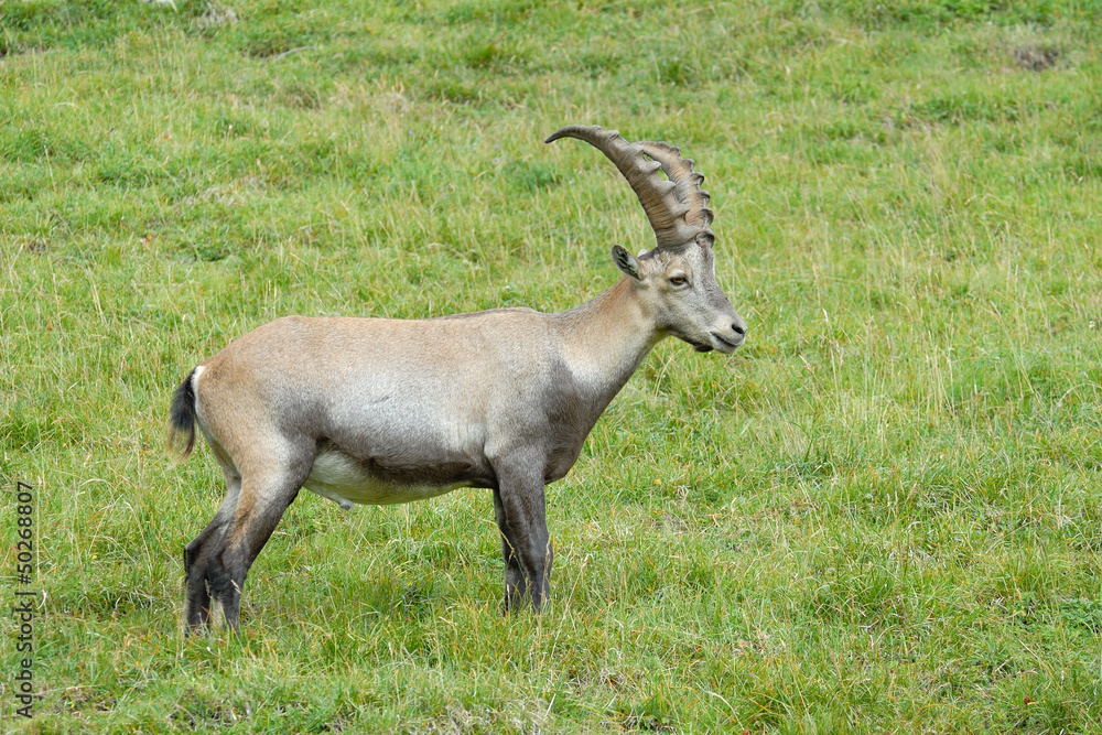 Alpine Ibex walking in gras.