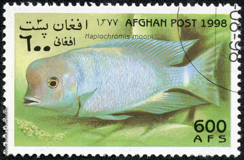 stamp printed in Afghanistan showing Haplochromis moorii photo