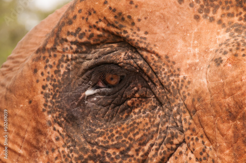 Elephant Eye