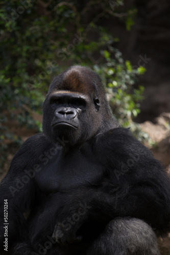 Gorilla