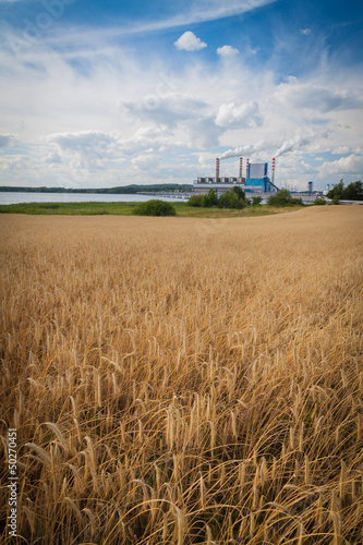 Rye field in front of a power plant