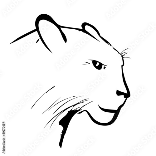 Panther on a white background