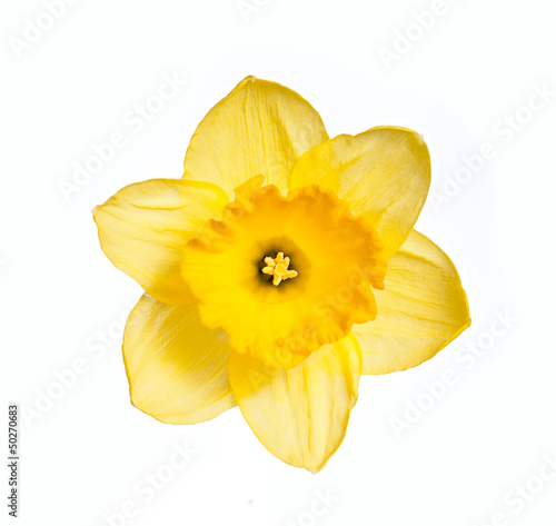 Daffodil head