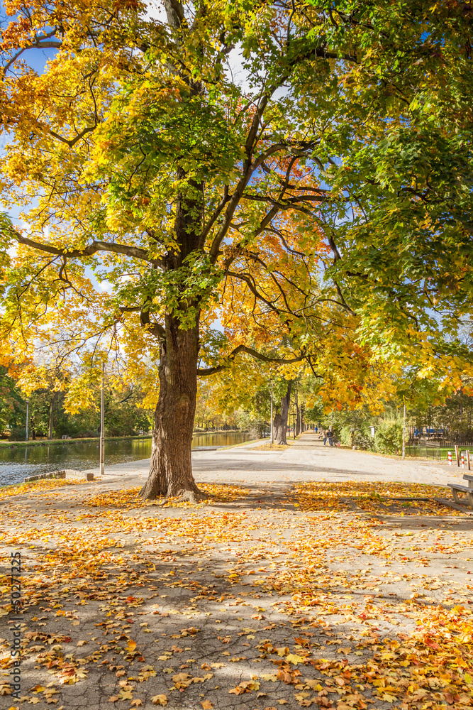 Naklejka premium Branchy tree in a city park