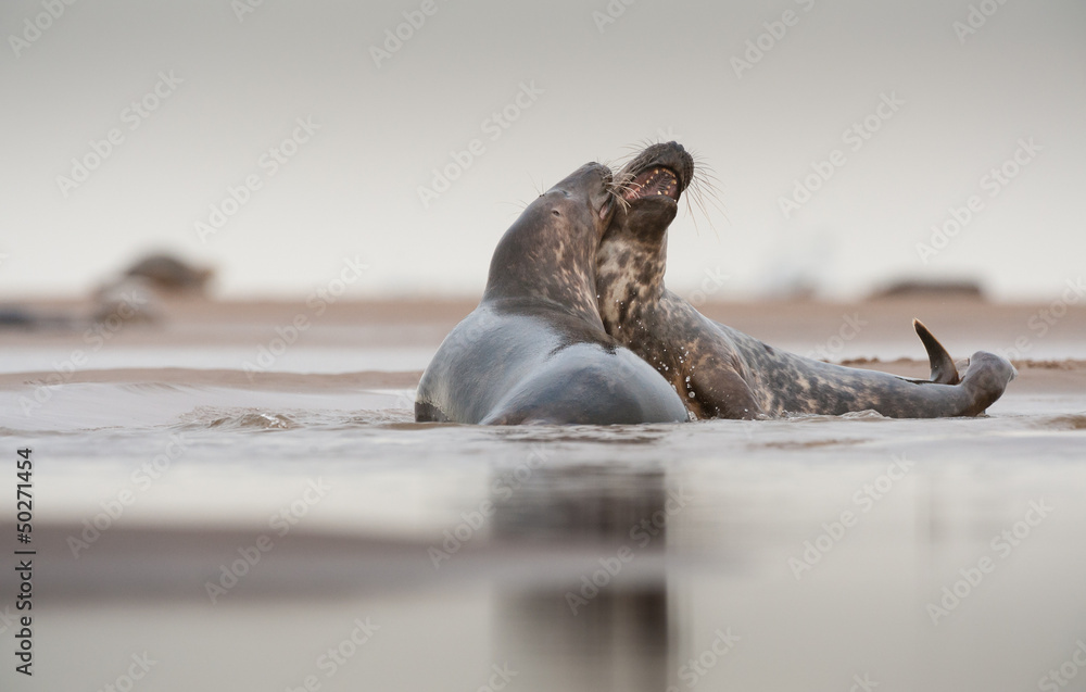 Grey Seal courtship Grey Seal courtship