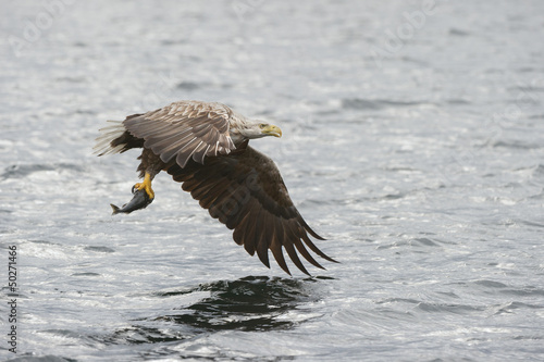 White-tailed Eagle