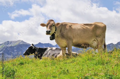 Vaches suisses dans l'alpage