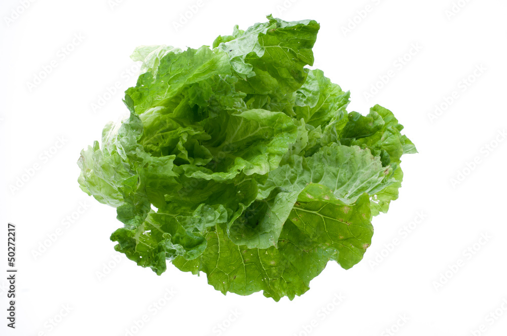 Fresh lettuce isolated on white background Fresh lettuce isolated on white background