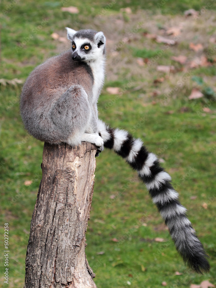 Fototapeta premium Ring-tailed lemur (Lemur catta) sitting on a log