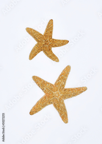 starfishes on white background