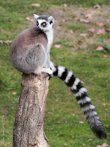 Ring-tailed lemur (Lemur catta) sitting on a log