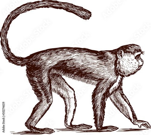 Capuchin