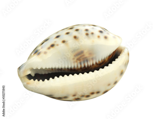 clipped shell