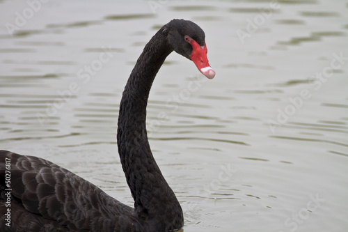 Beautiful black Swan Swimming © rtrujira