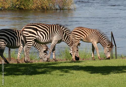 zebra in Africa