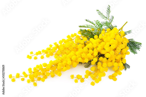 Photos Twig of mimosa flowers