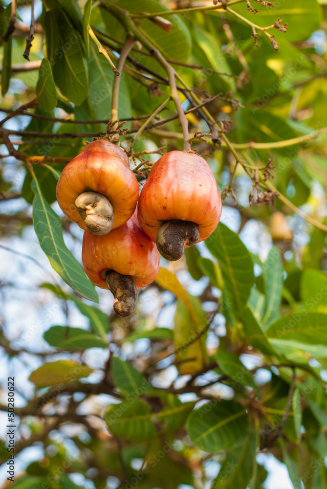 Three cashew apples on a branch