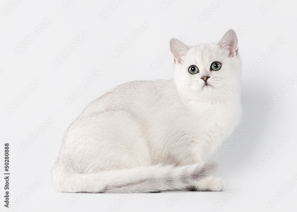 small silver british kitten on white background