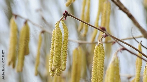 Haselnuss Blüte