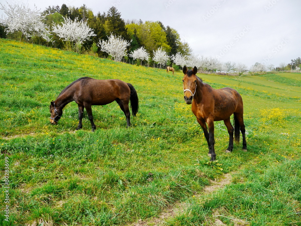 Horse on the prairie Horse on the prairie
