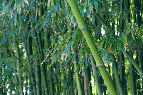 Fototapeta Naklejka Na Ścianę i Meble -  Bamboo