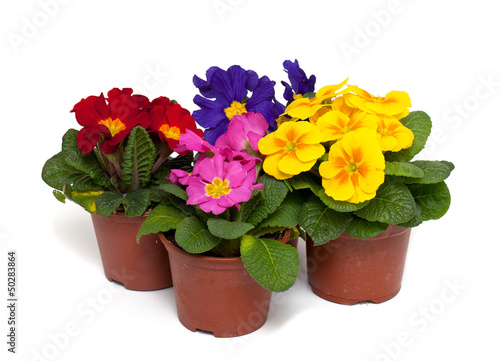 Fototapeta Naklejka Na Ścianę i Meble -  assorted primula flowers in pots