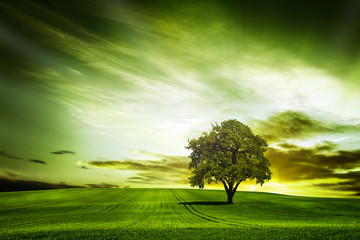 Green nature