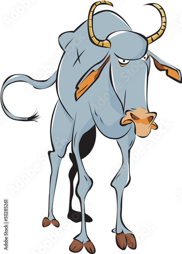 Wildebeest
