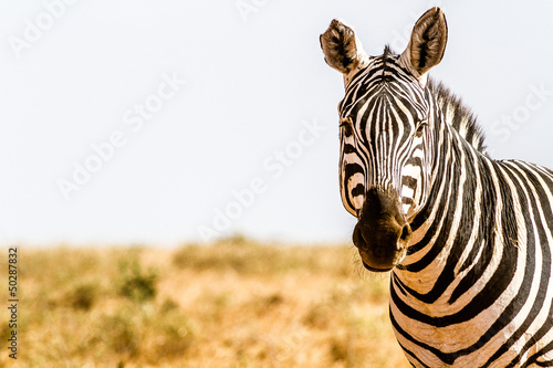 Zebra in Kenya s Tsavo Reserve