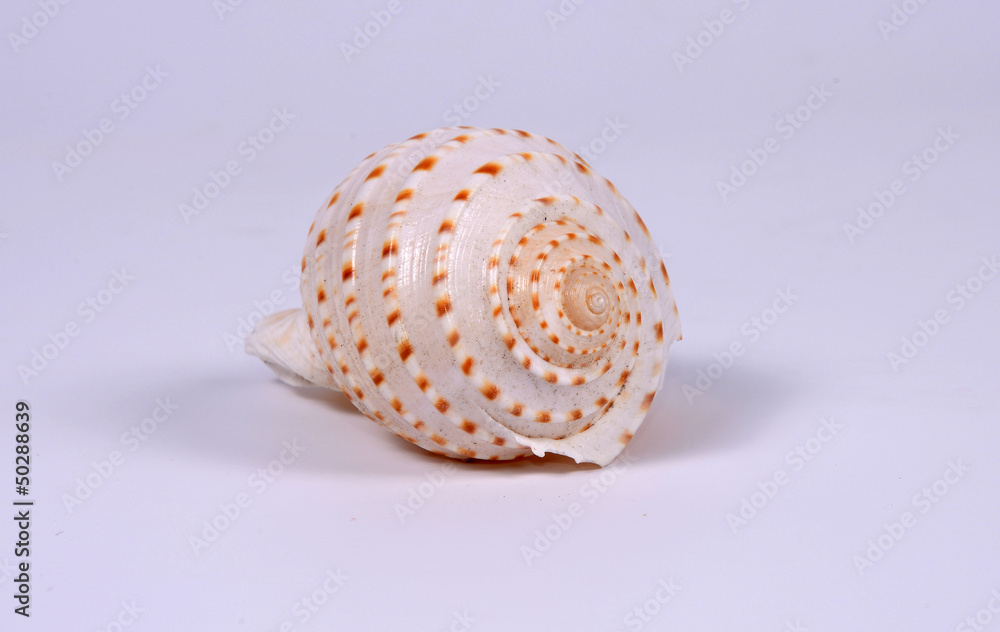 sea shell