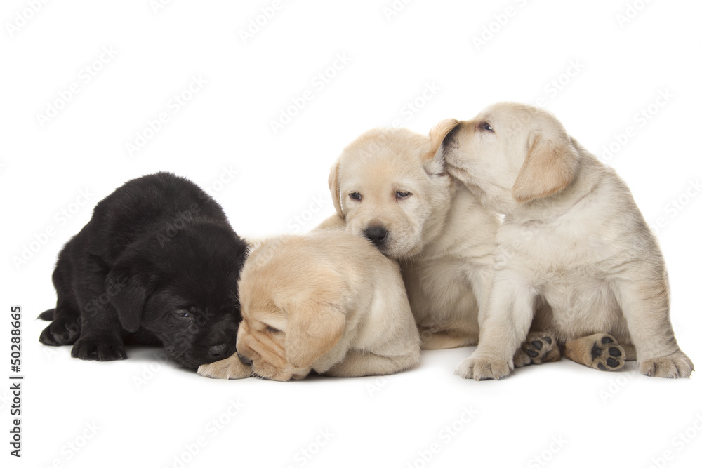 Labrador Retriever puppies Labrador Retriever puppies