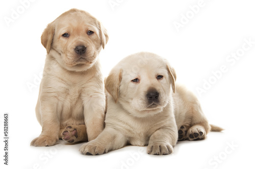 Fototapeta Naklejka Na Ścianę i Meble -  Labrador Retriever puppies