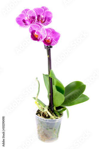 Orchid in flowerpot isolated on white