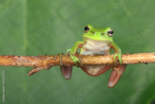 Green frog on vine