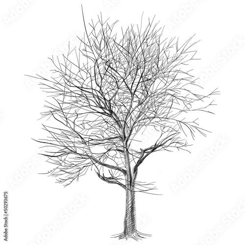 large bare tree without leaves (Sakura tree) - hand drawn