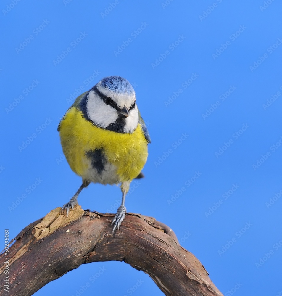 Naklejka premium Blue tit, Cyanistes Caeruleus.