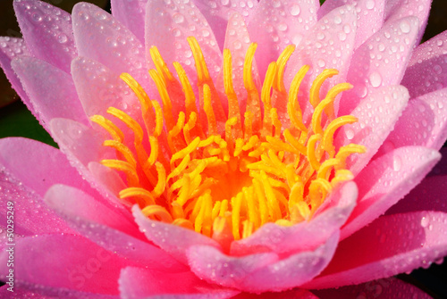 Close up on the carpel of pink lotus