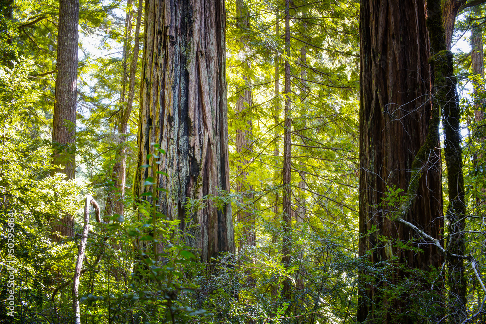 Sunlit California Sequoia Redwood Pine Trees Sunlit California Sequoia Redwood Pine Trees