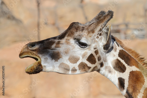 a cute and funny face of a giraffe