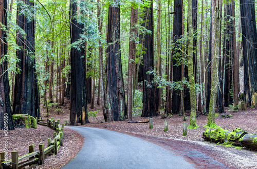 Road Through the Redwood Forest